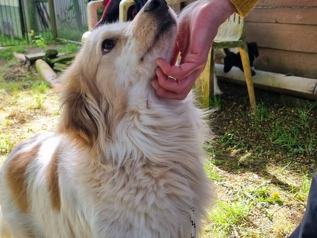 Adotta un cane, maschio, 4 anni  e 4 mesi , Viterbo