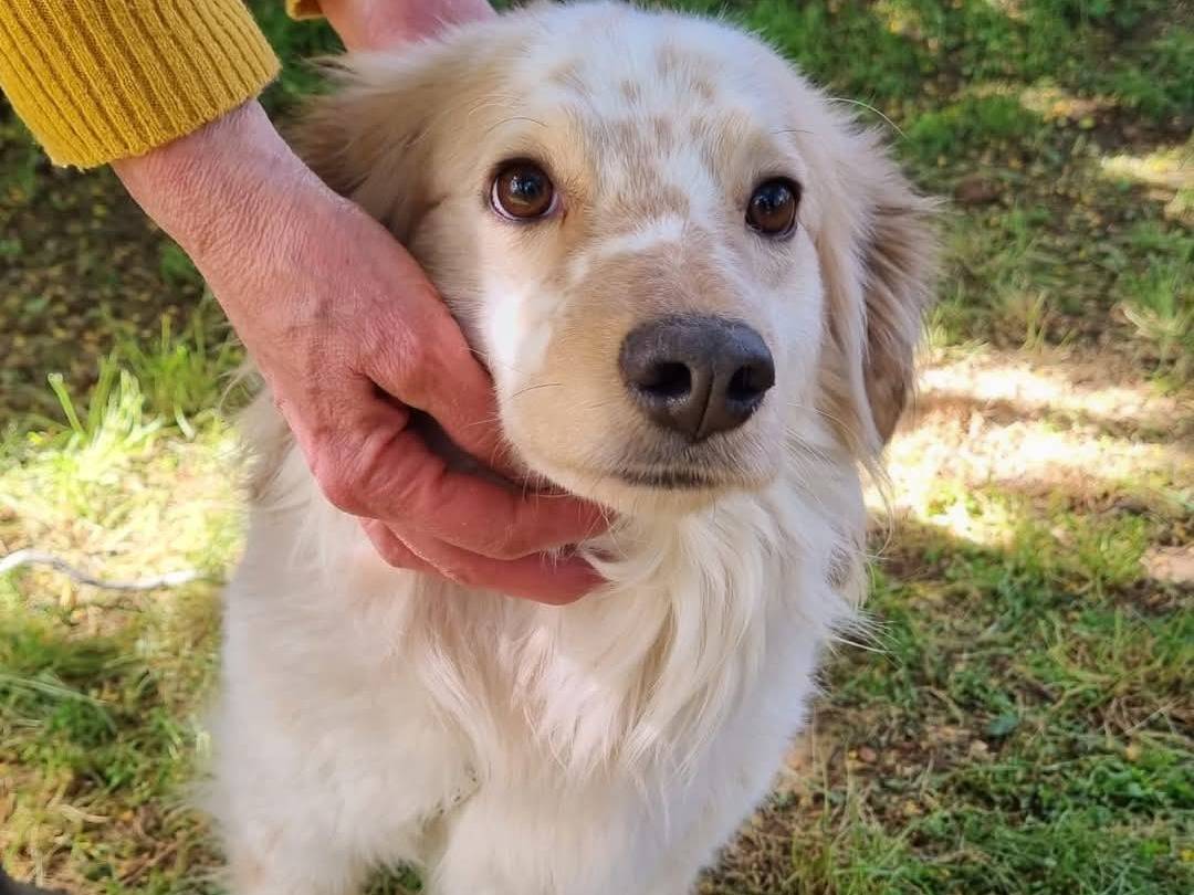 Adotta un cane, taglia media contenuta, maschio, Viterbo
