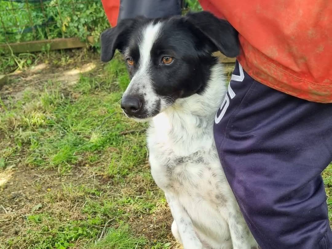 Adotta un cane, femmina, 3 anni  e 4 mesi , Viterbo