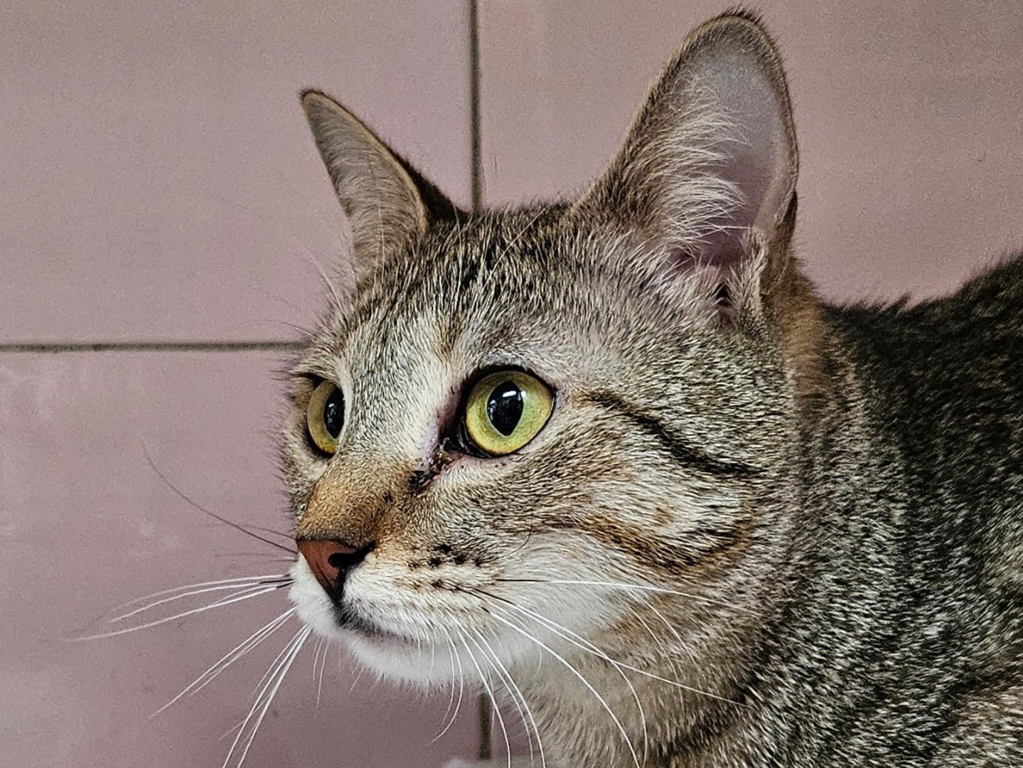 Foto dell'animale