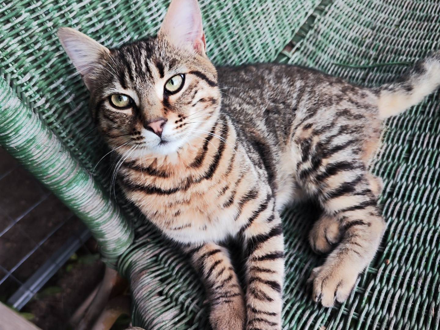 Adotta un gatto, maschio, 9 mesi, Caserta