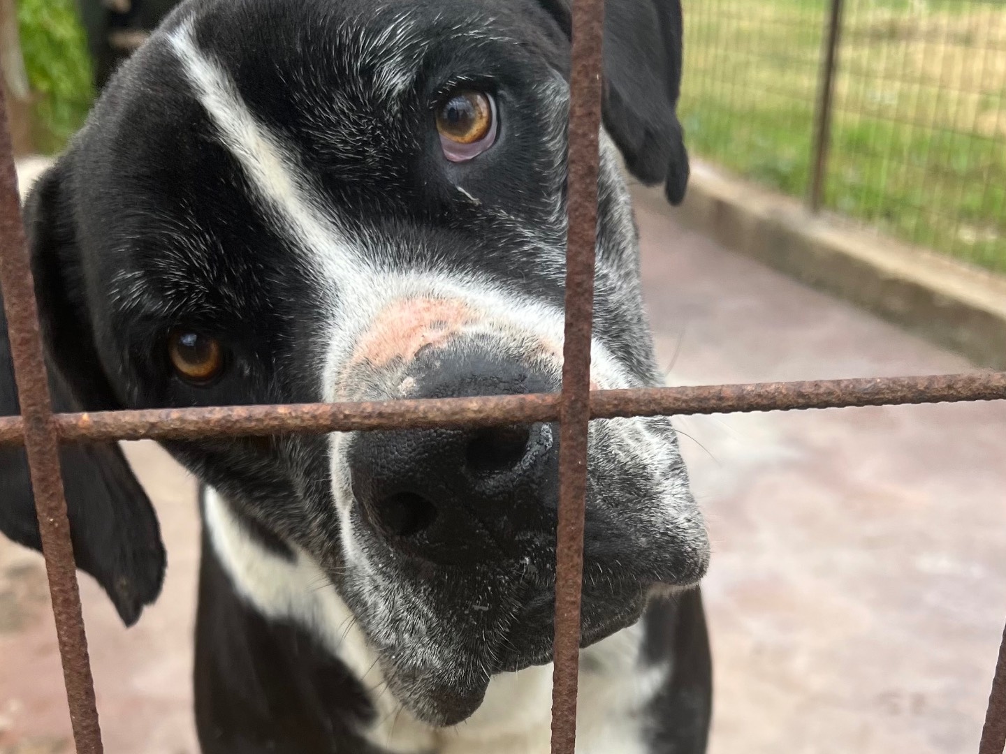 Adotta un cane, maschio, 7 anni  e 2 mesi , Siracusa