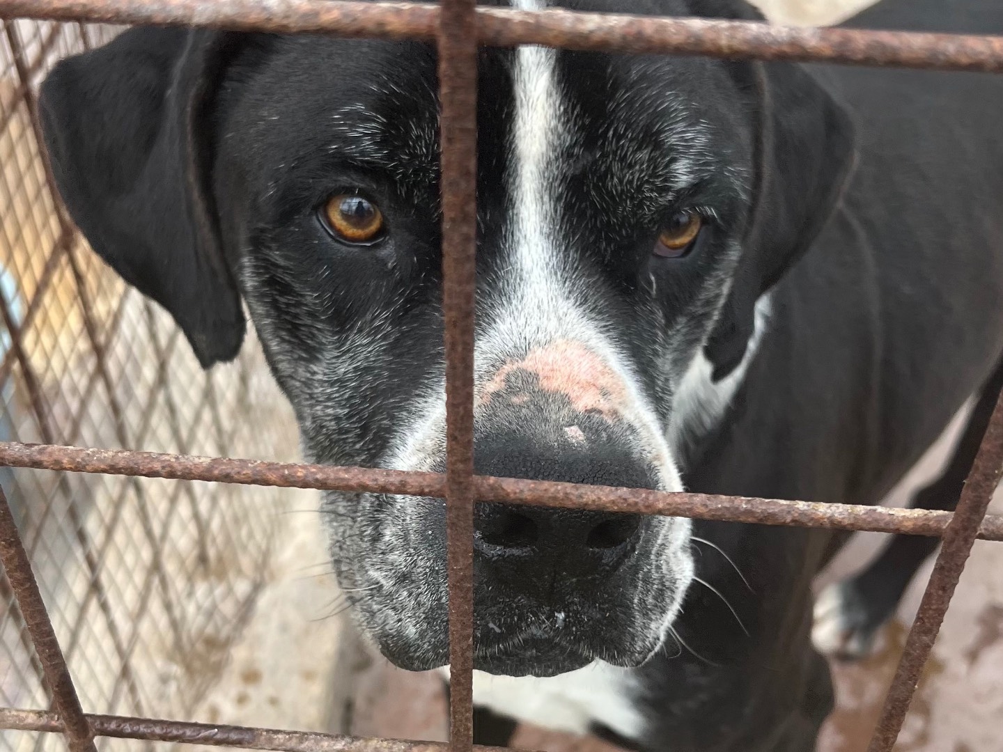 Adotta un cane, taglia grande, maschio, Siracusa