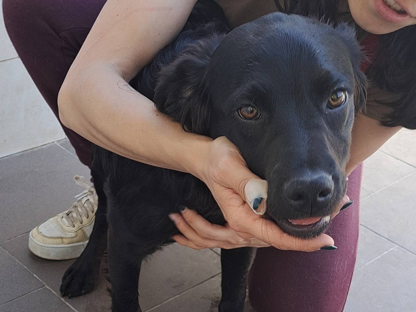 Foto dell'animale