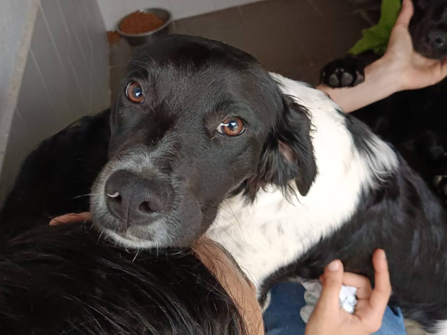 Adotta un cane, maschio, 8 mesi, Caserta