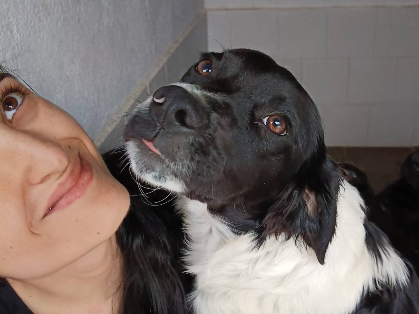 Adotta un cane, taglia media contenuta, maschio, Caserta