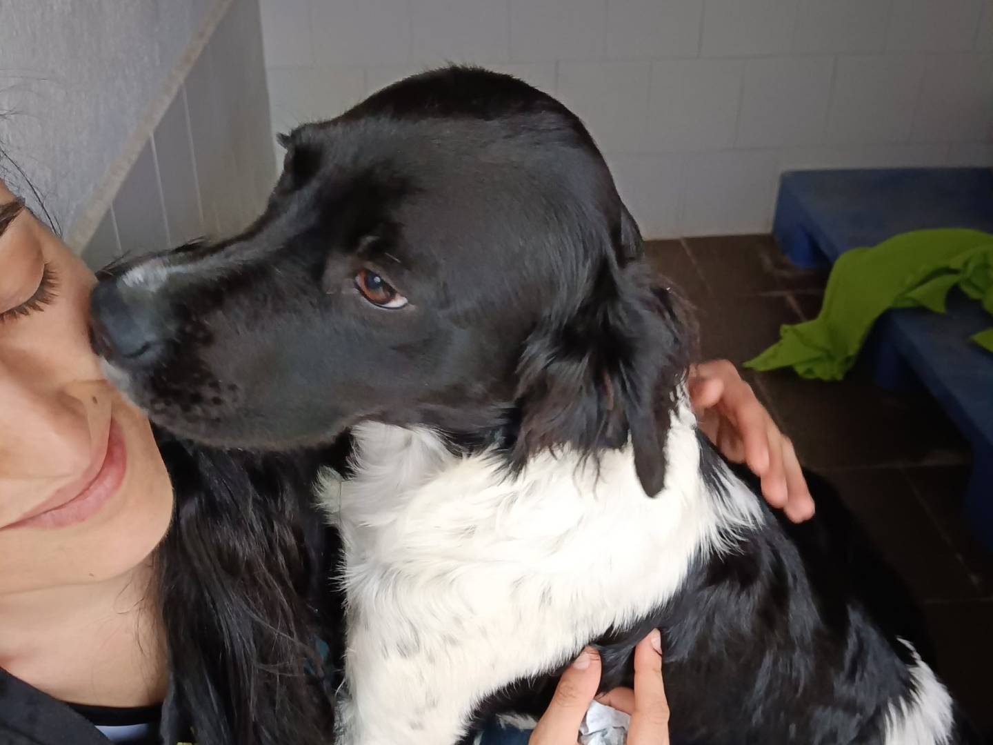 Vuoi adottare un cane a Caserta?