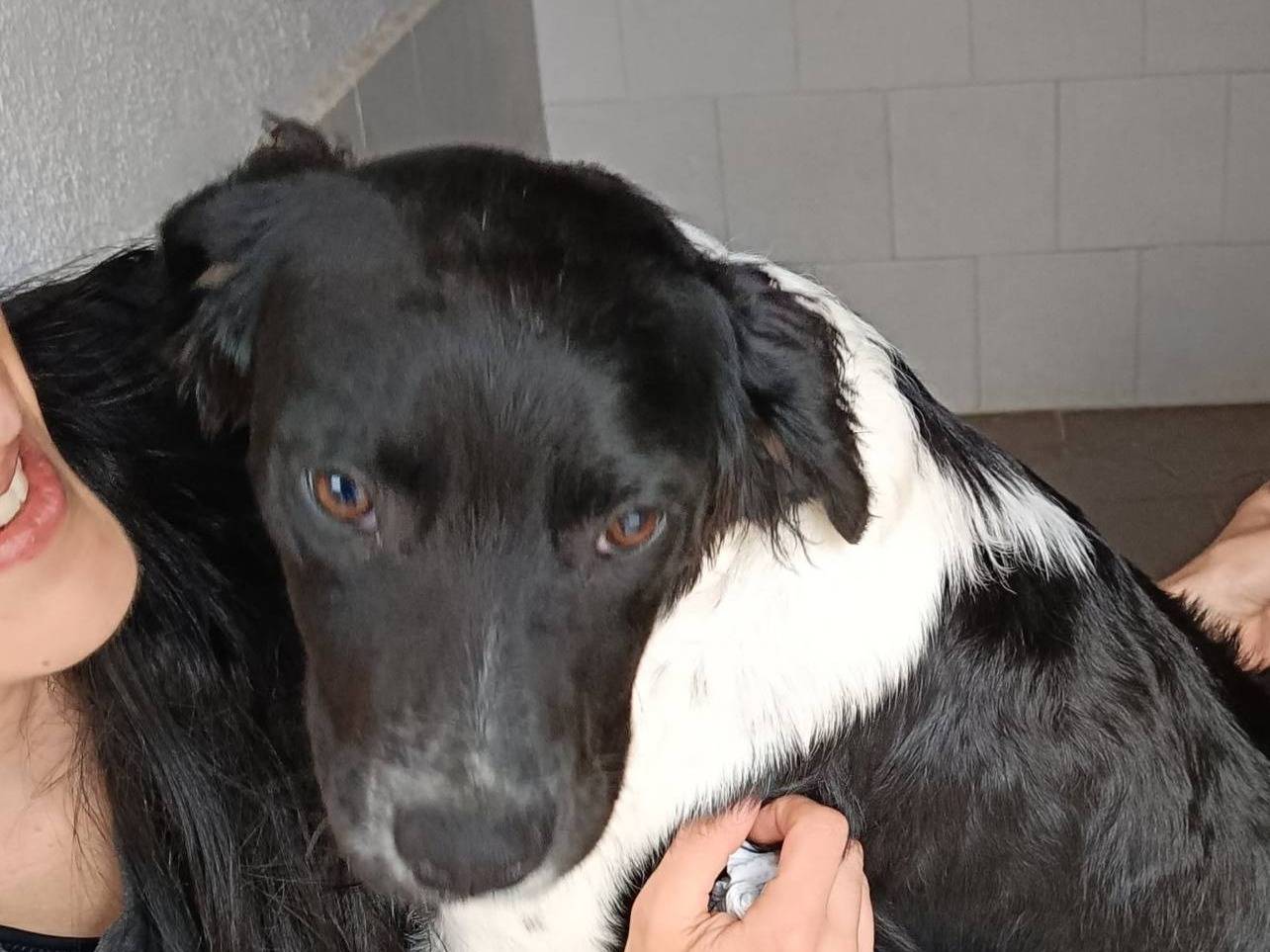 Adotta il cane WILLIAM a Caserta