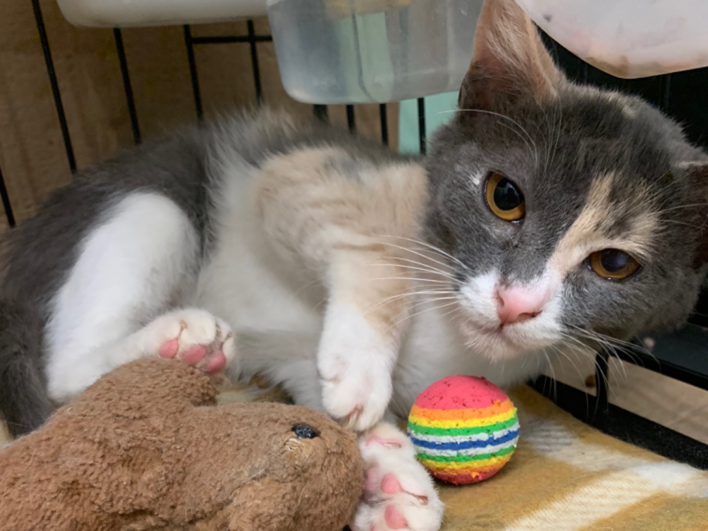 Adotta un gatto, femmina, 4 mesi, Chieti