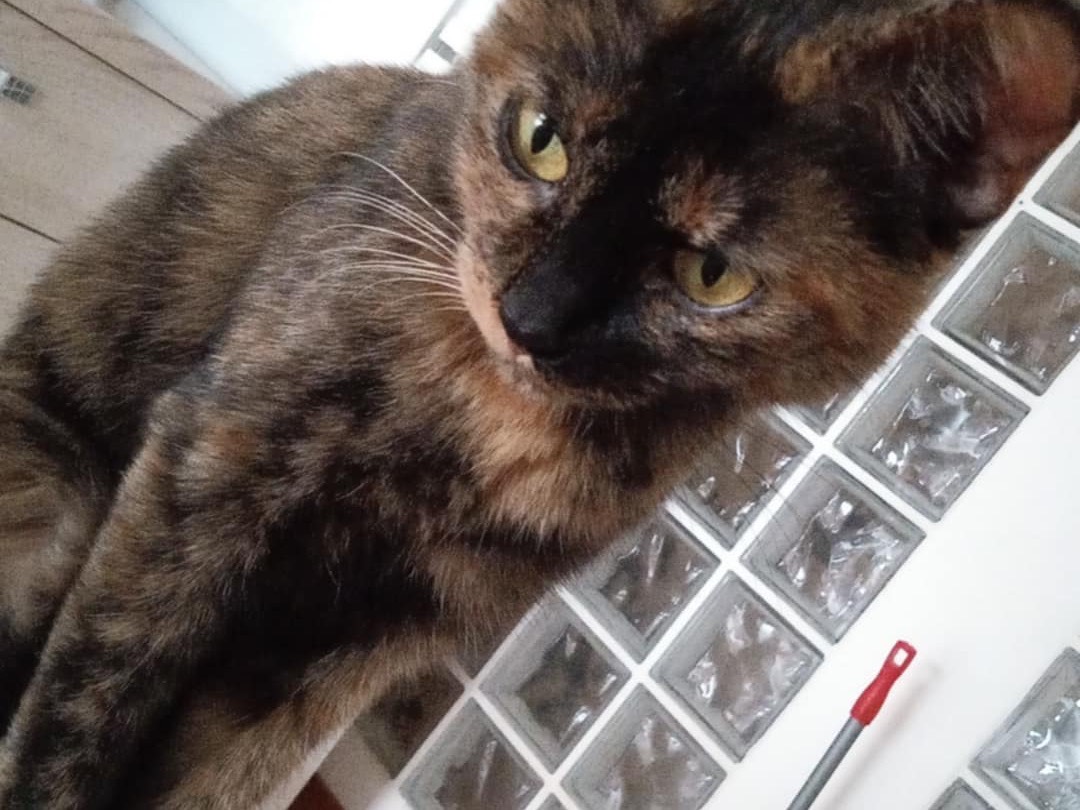 Adotta un gatto, femmina, 1 anno e 5 mesi , Chieti