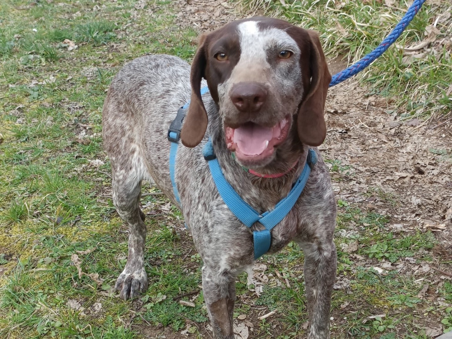 Adotta un cane, femmina, 11 mesi, Pavia