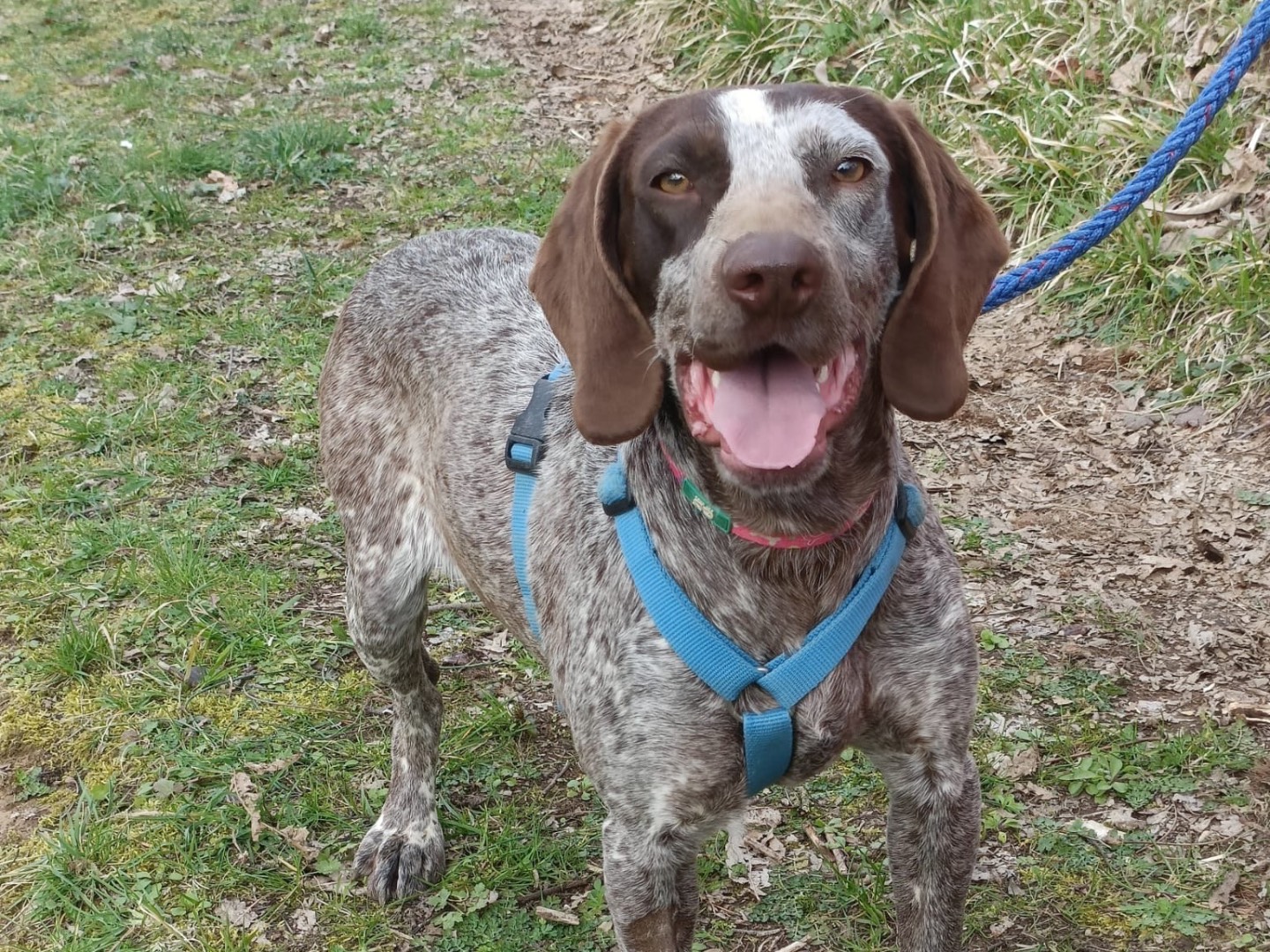 Adotta un cane, taglia media, femmina, Pavia