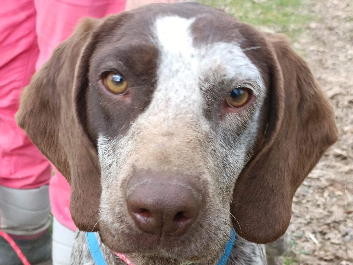 Vuoi adottare un cane a Pavia?
