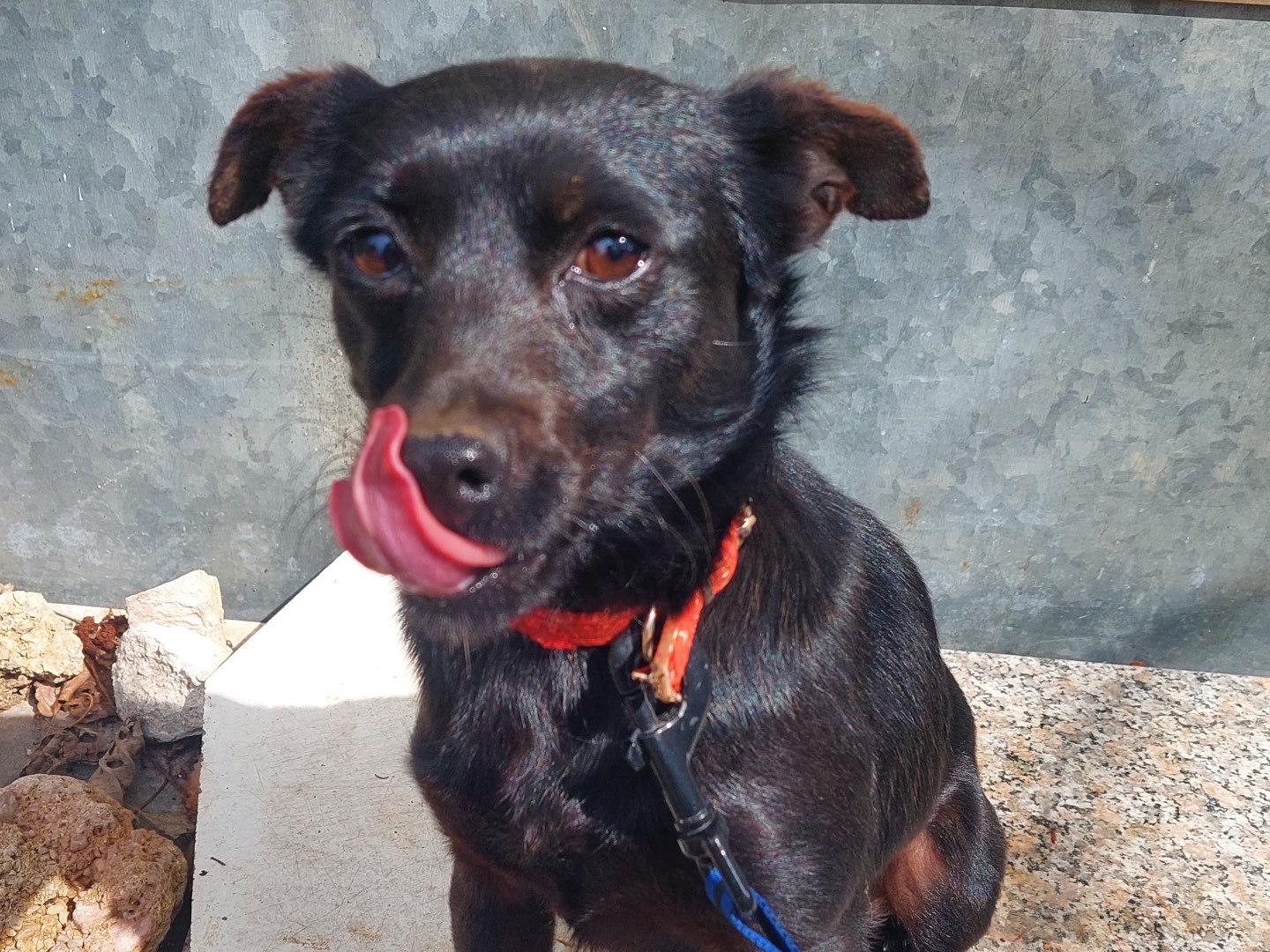 Adotta un cane, taglia piccola, femmina, Milano