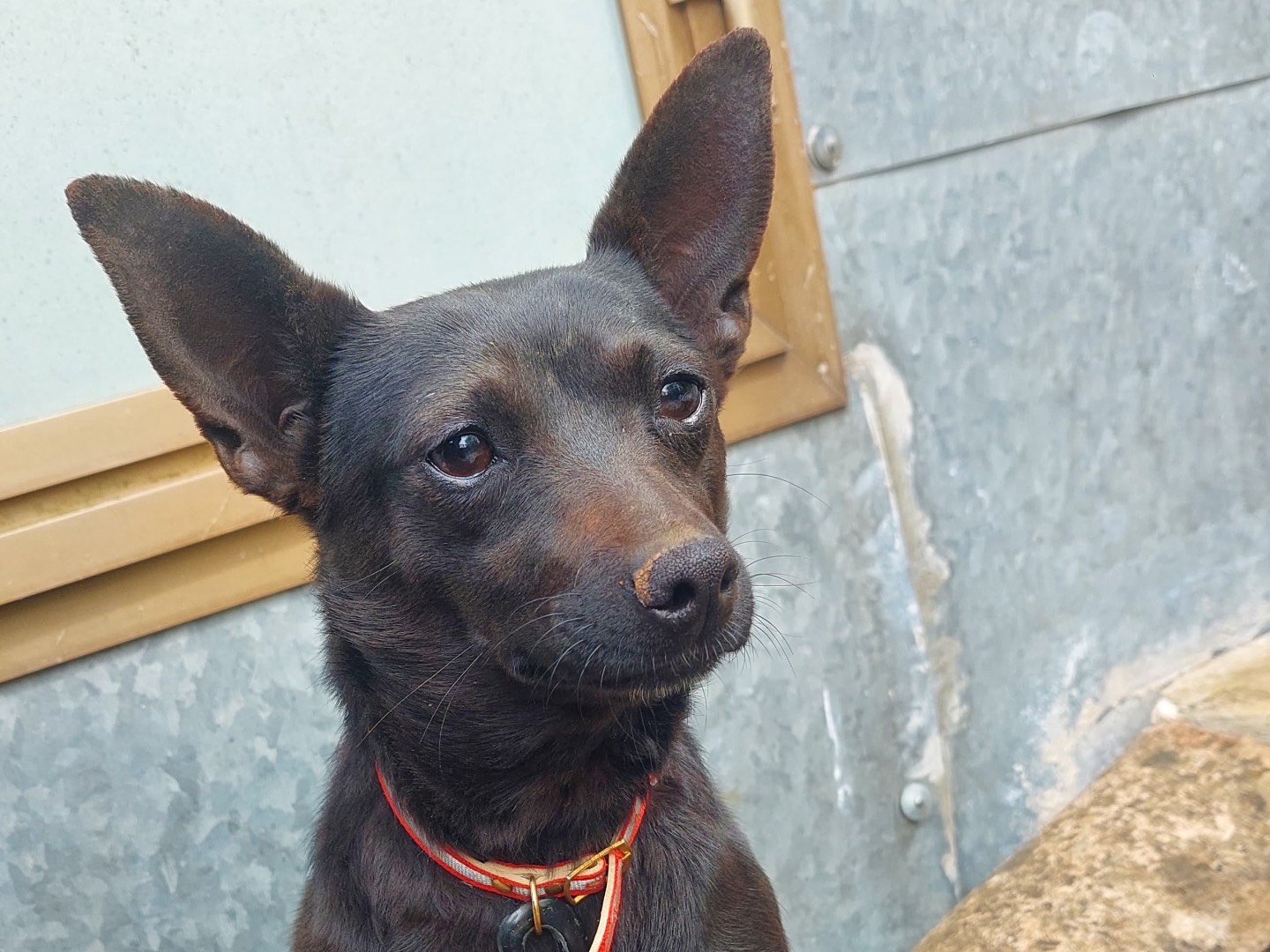 Adotta il cane Nerina a Milano