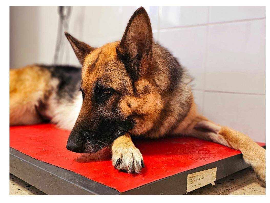 Foto dell'animale