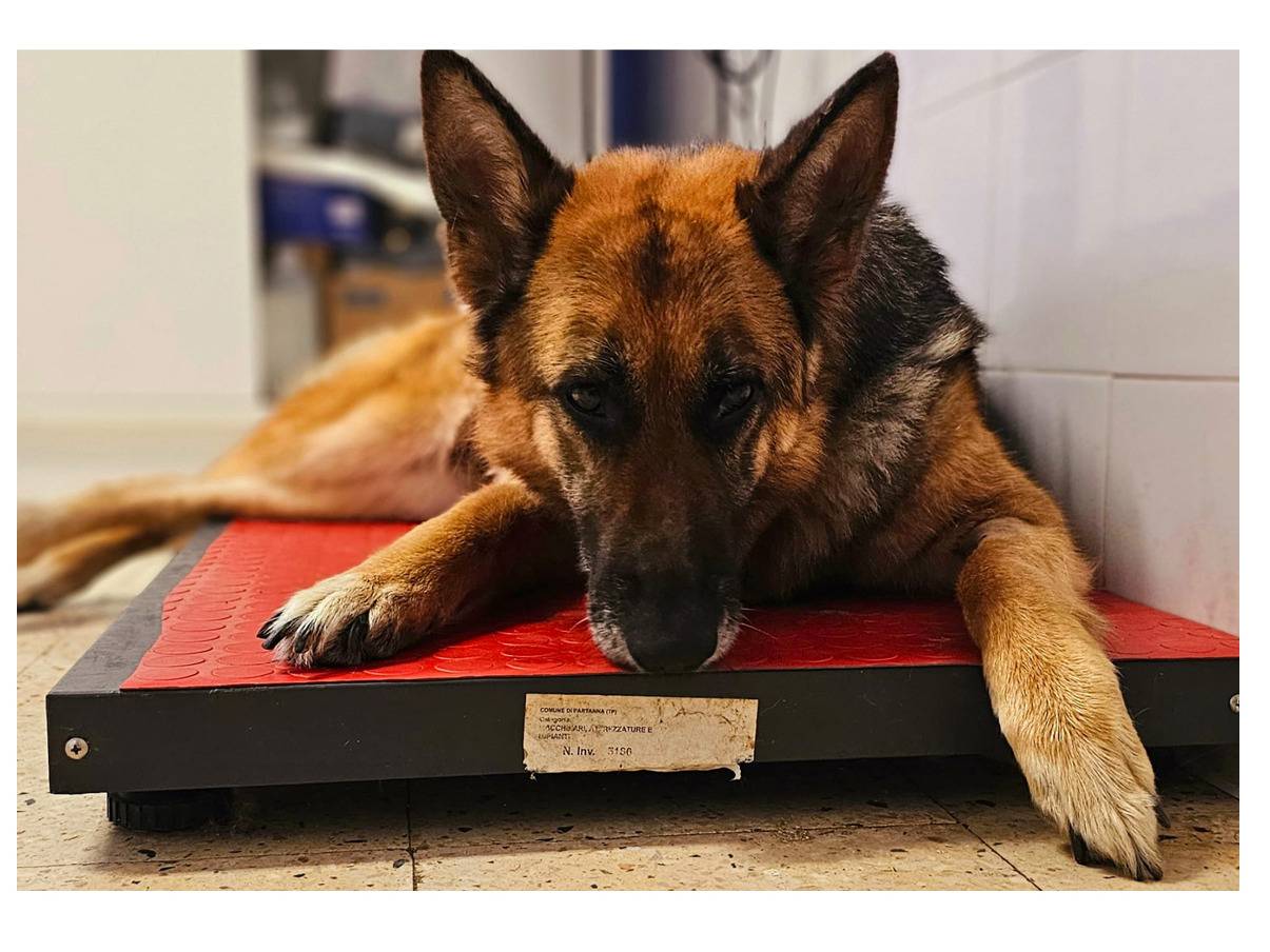 Adotta un cane, femmina, 3 anni  e 11 mesi , Trapani