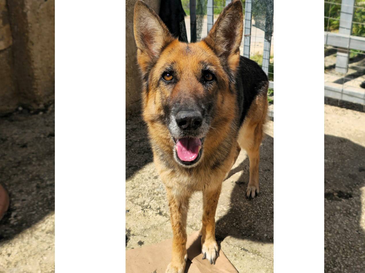 Adotta un cane, taglia grande, femmina, Trapani