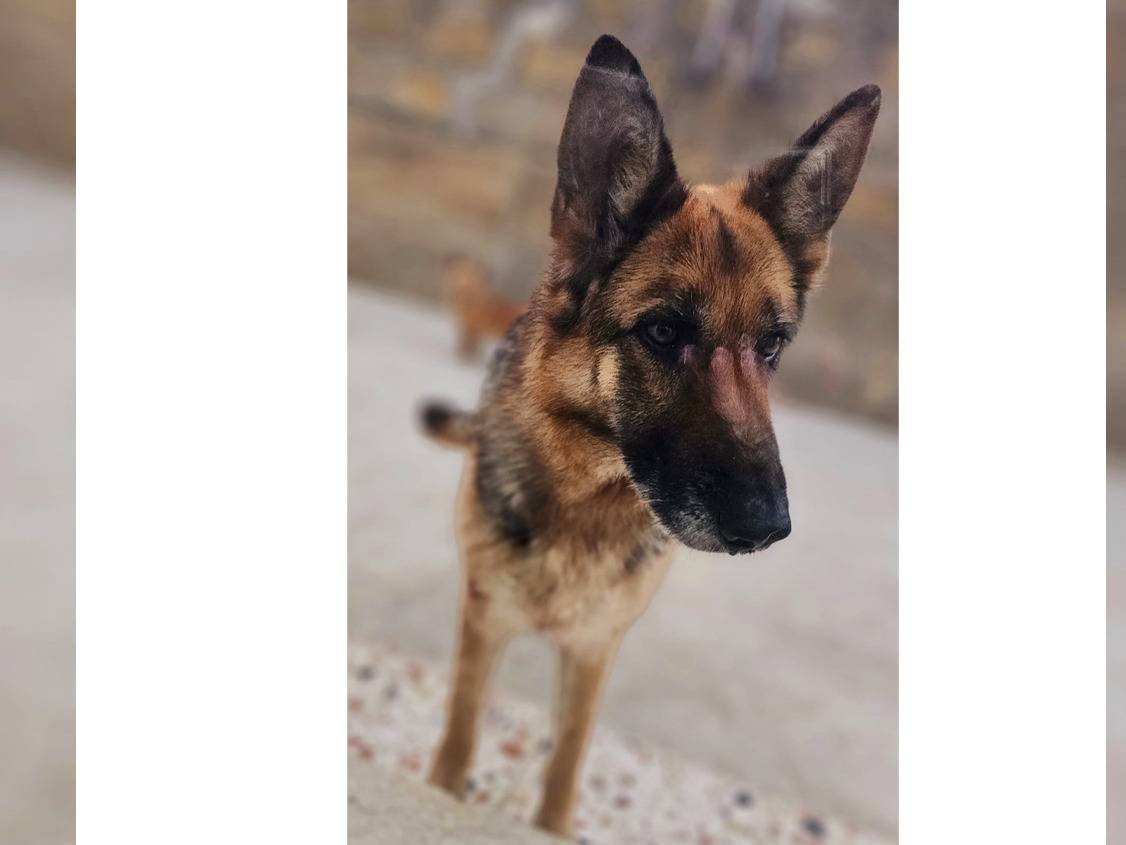 Vuoi adottare un cane a Trapani?