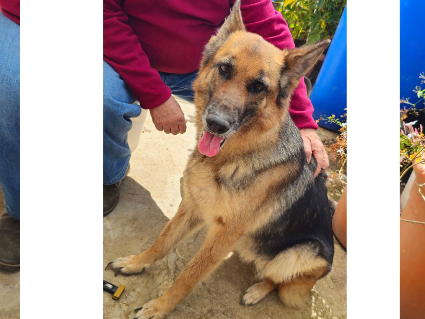 Adotta il cane Gioia a Trapani