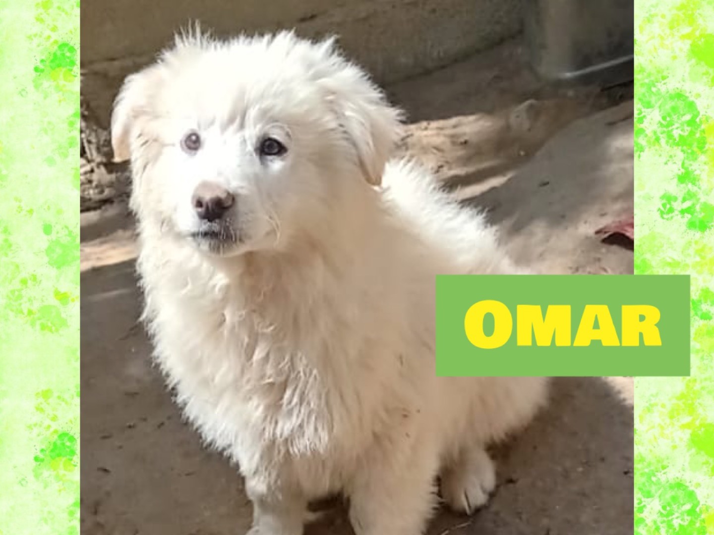 Foto dell'animale