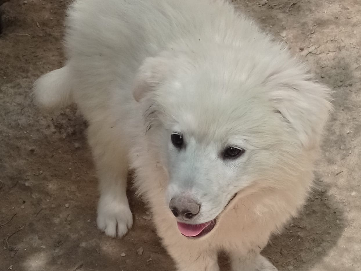 Adotta un cane, maschio, 4 mesi, Catanzaro