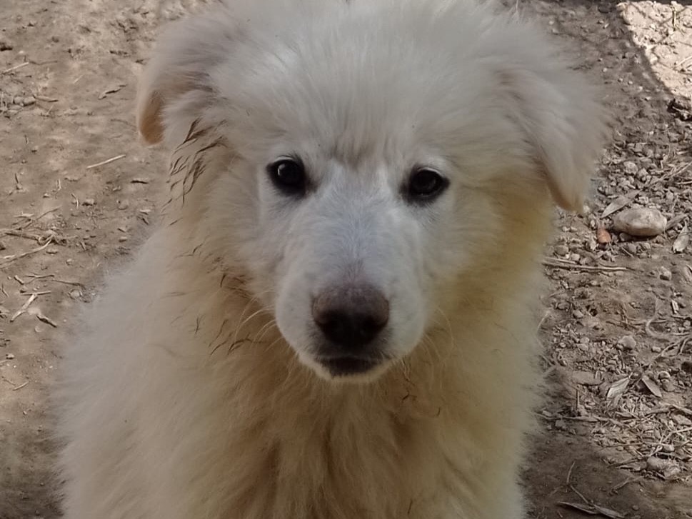 Vuoi adottare un cane a Catanzaro?