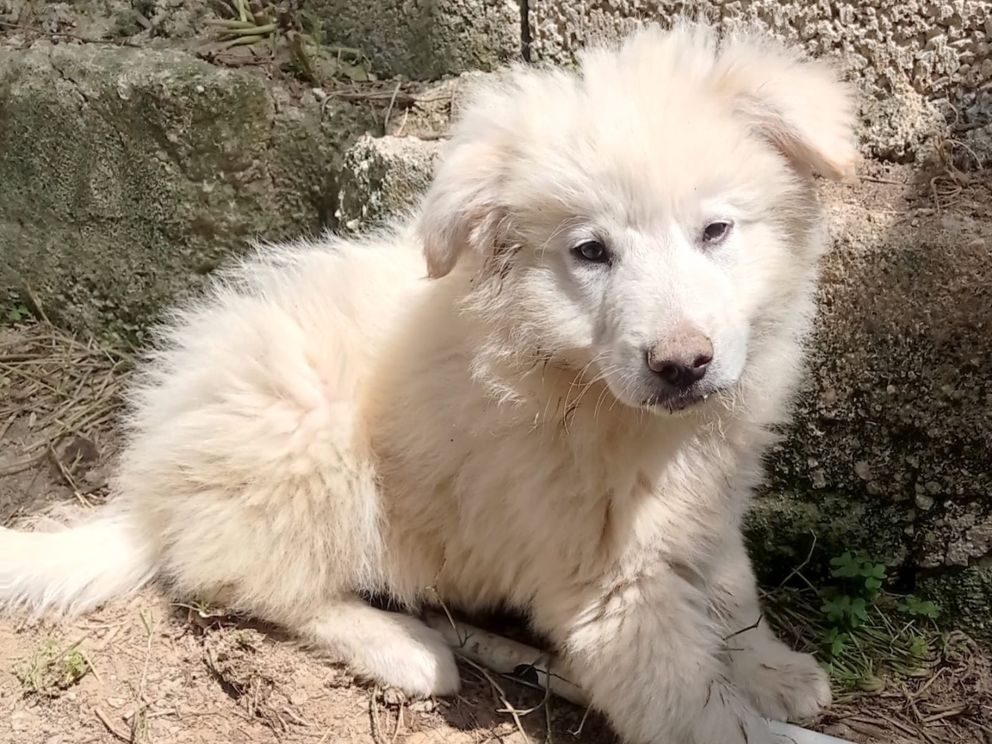 Adotta il cane Omar a Catanzaro