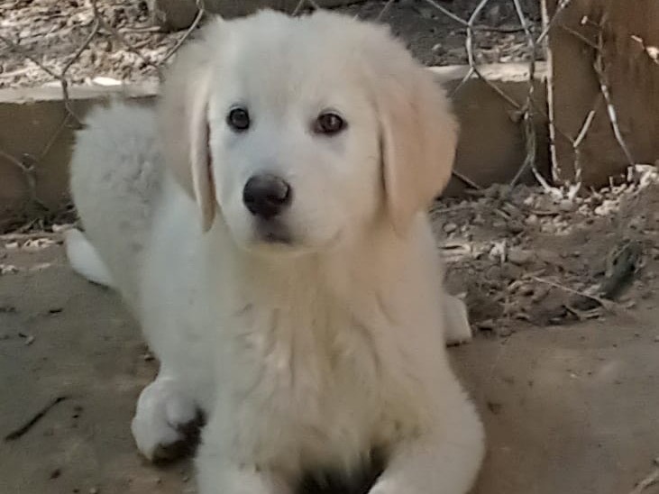 Adotta un cane, maschio, 3 mesi, Catanzaro