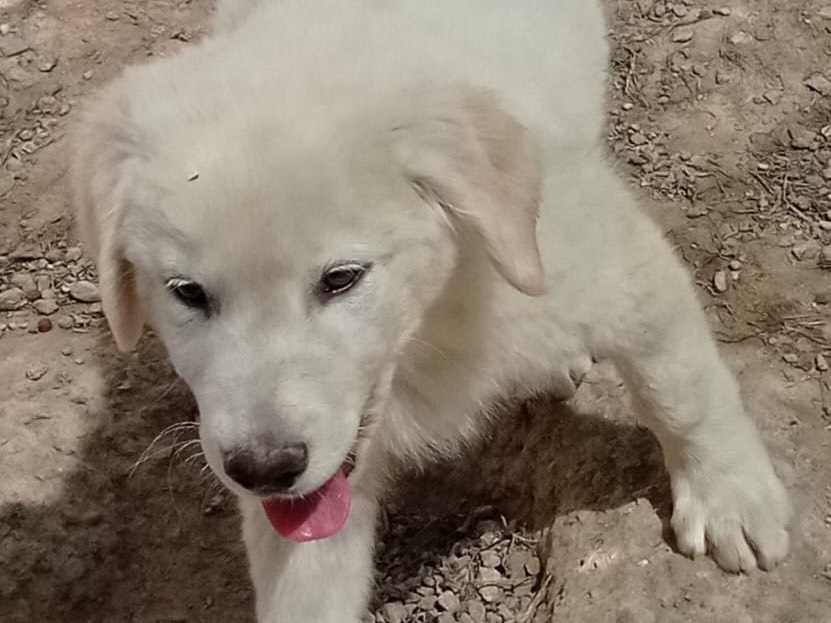 Adotta un cane, taglia media, maschio, Catanzaro