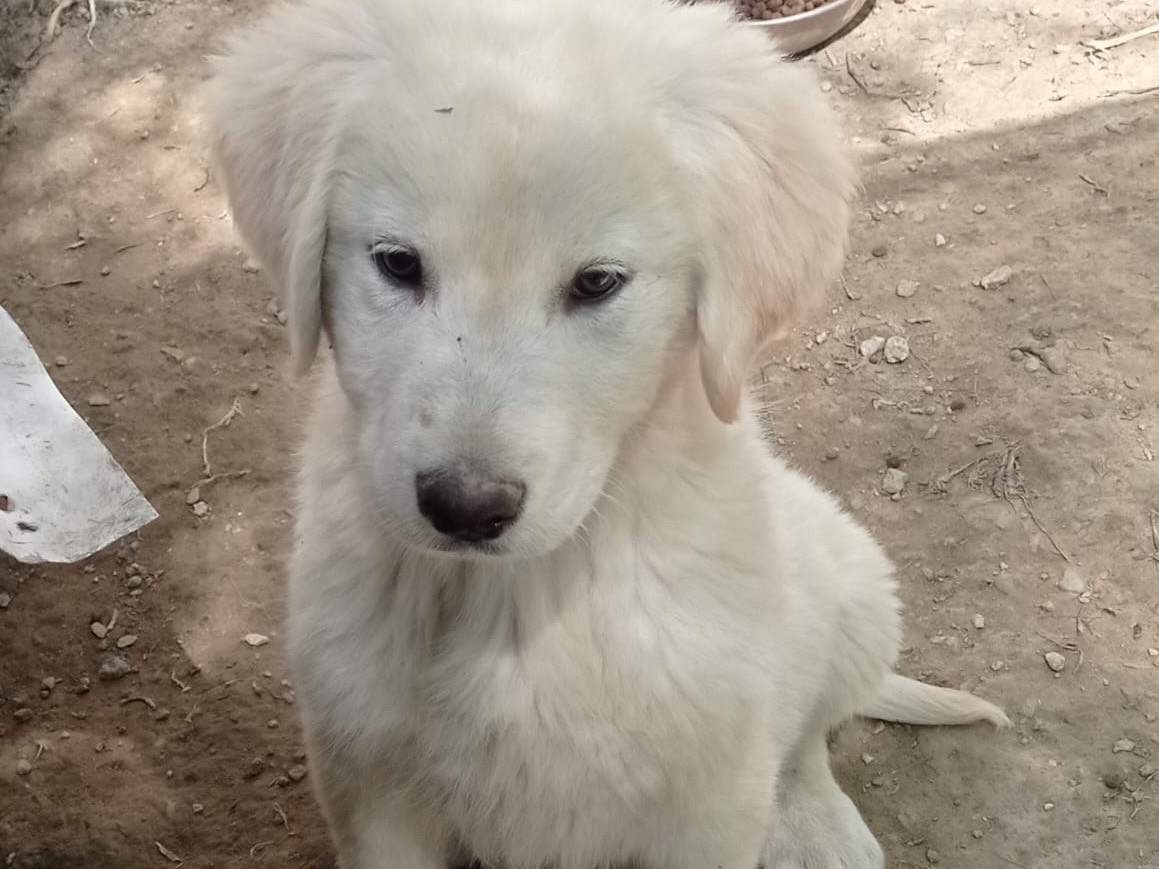 Vuoi adottare un cane a Catanzaro?