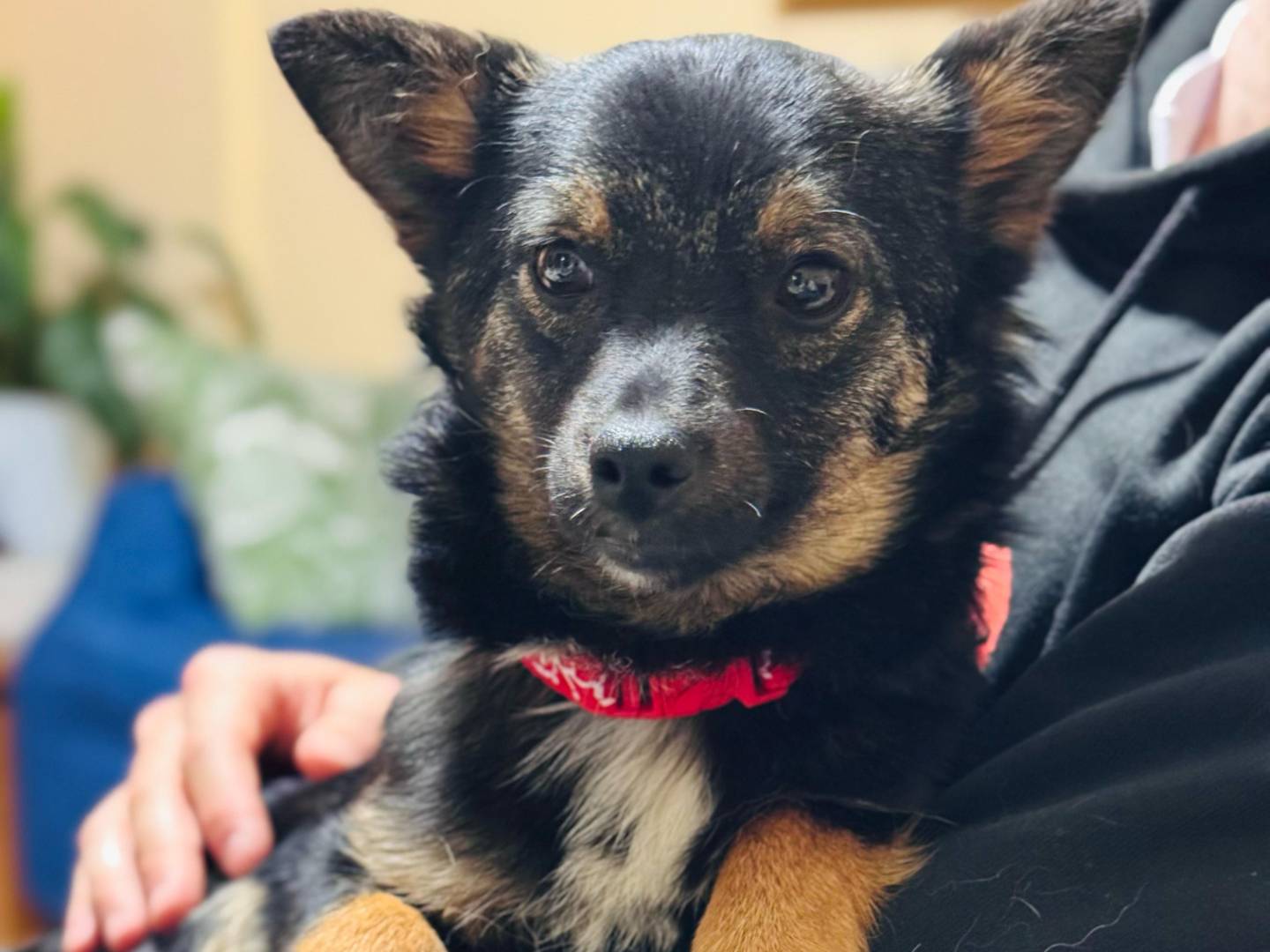 Adozione cane, femmina, Bassotto Razza sconosciuta, 10 mesi, taglia piccola, Potenza