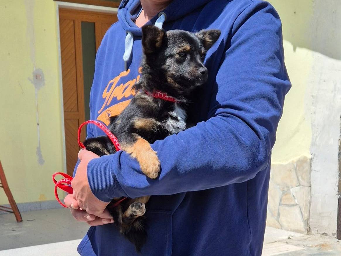 Adotta un cane, femmina, 10 mesi, Potenza