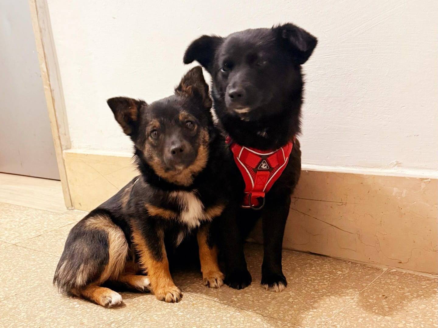 Adotta un cane, taglia piccola, femmina, Potenza