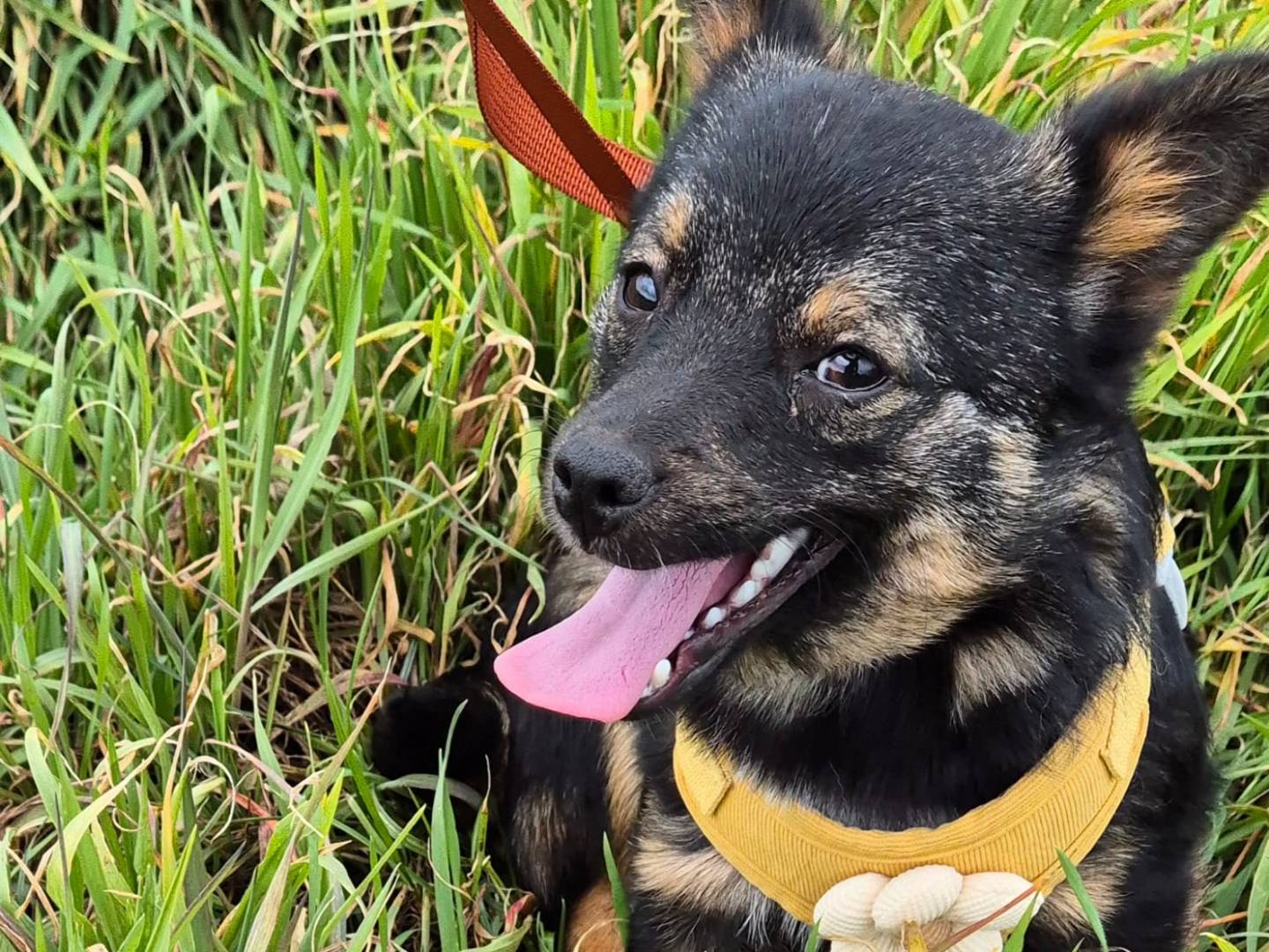 Adotta il cane LUNA a Potenza