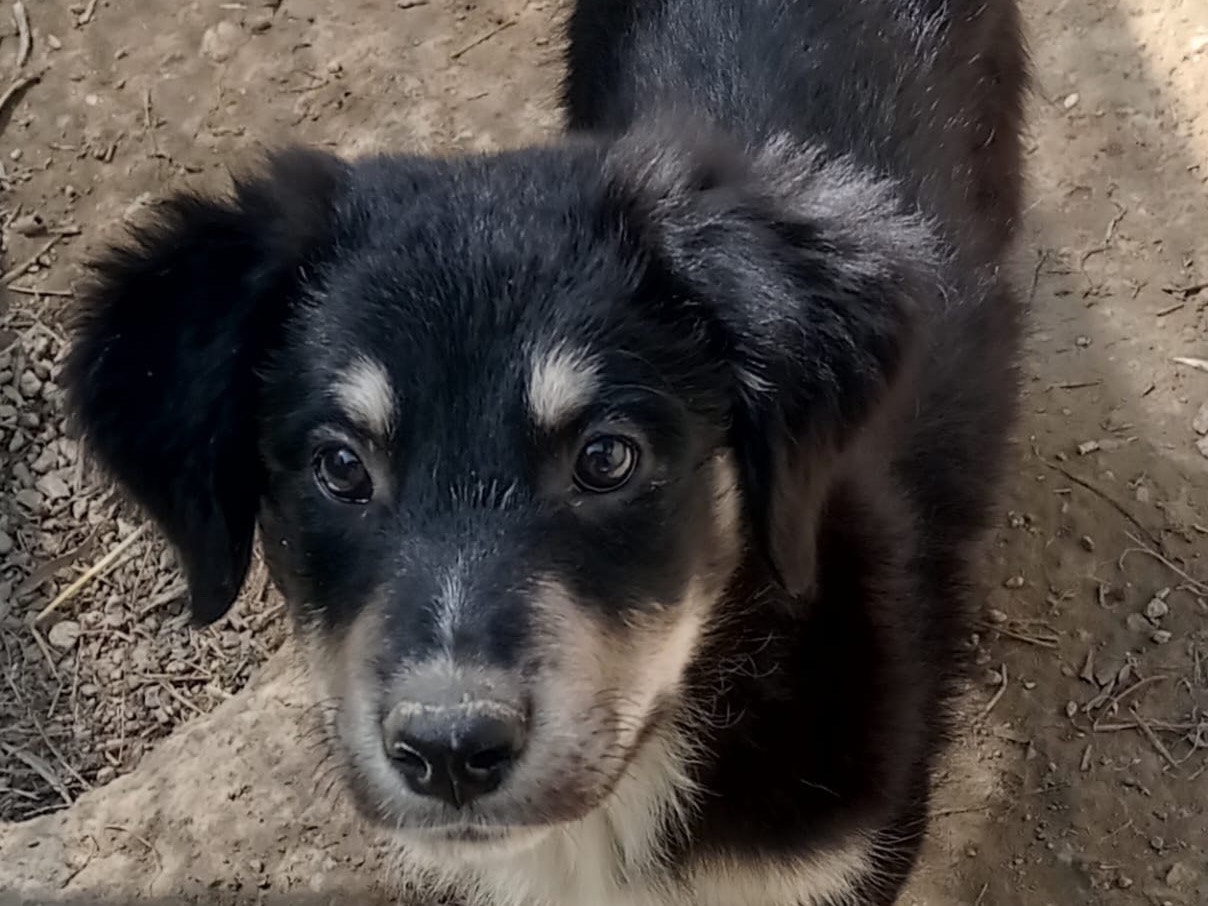 Adotta un cane, femmina, 3 mesi, Catanzaro