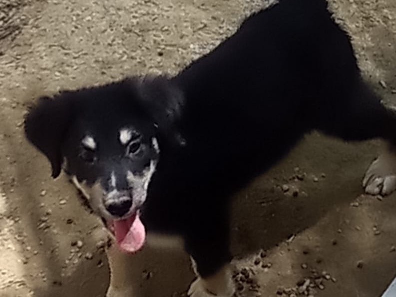Adotta un cane, taglia media, femmina, Catanzaro
