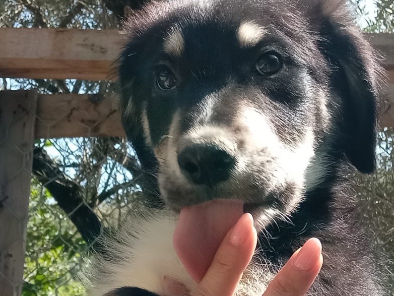Vuoi adottare un cane a Catanzaro?