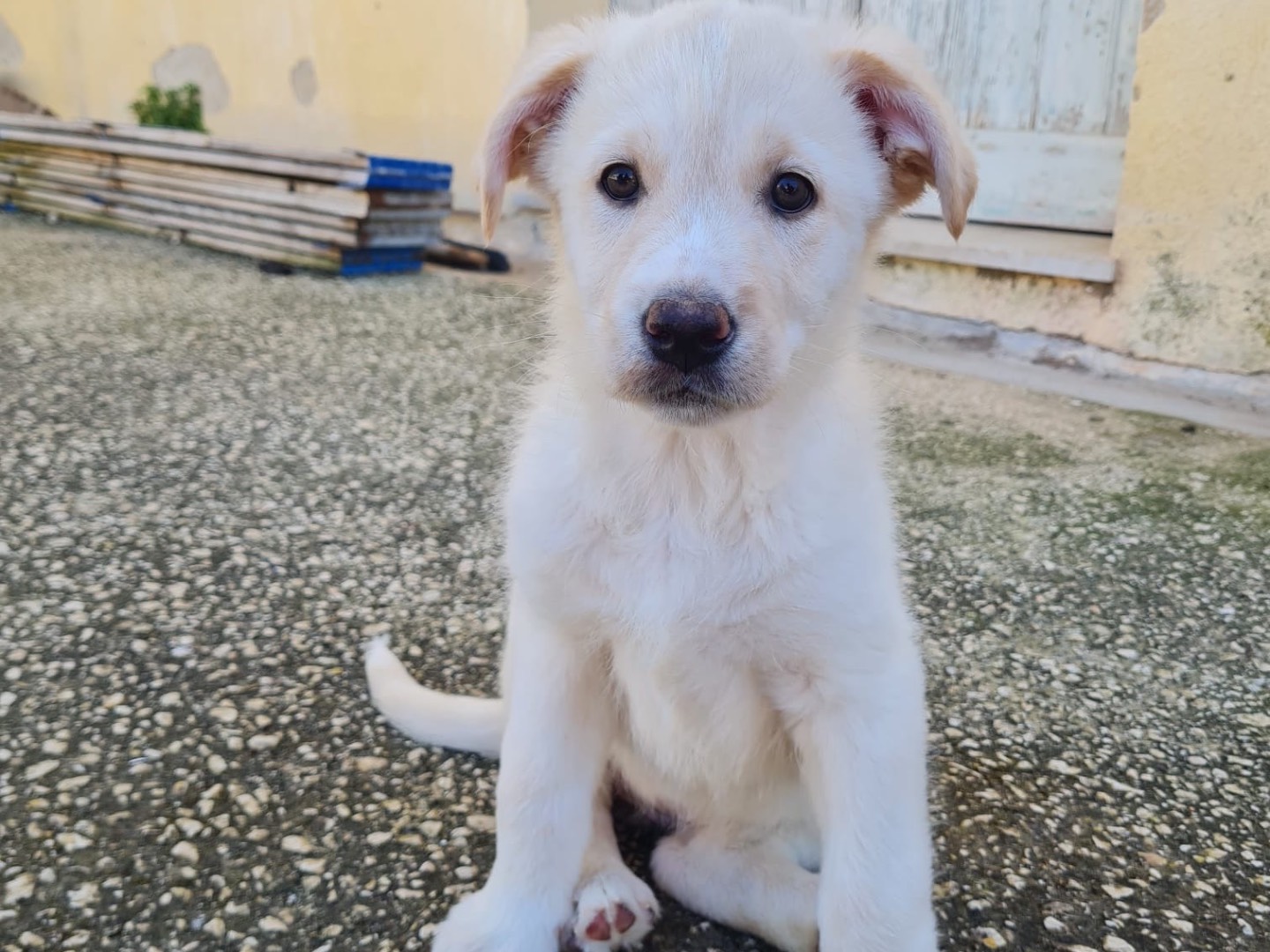 Adotta un cane, femmina, 2 mesi, Trapani