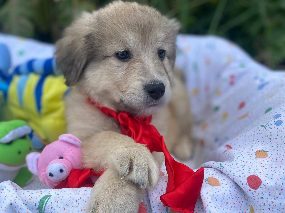 Adotta un cane, femmina, 2 mesi, Siracusa
