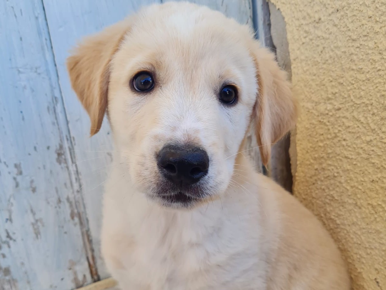 Adotta un cane, maschio, 2 mesi, Trapani