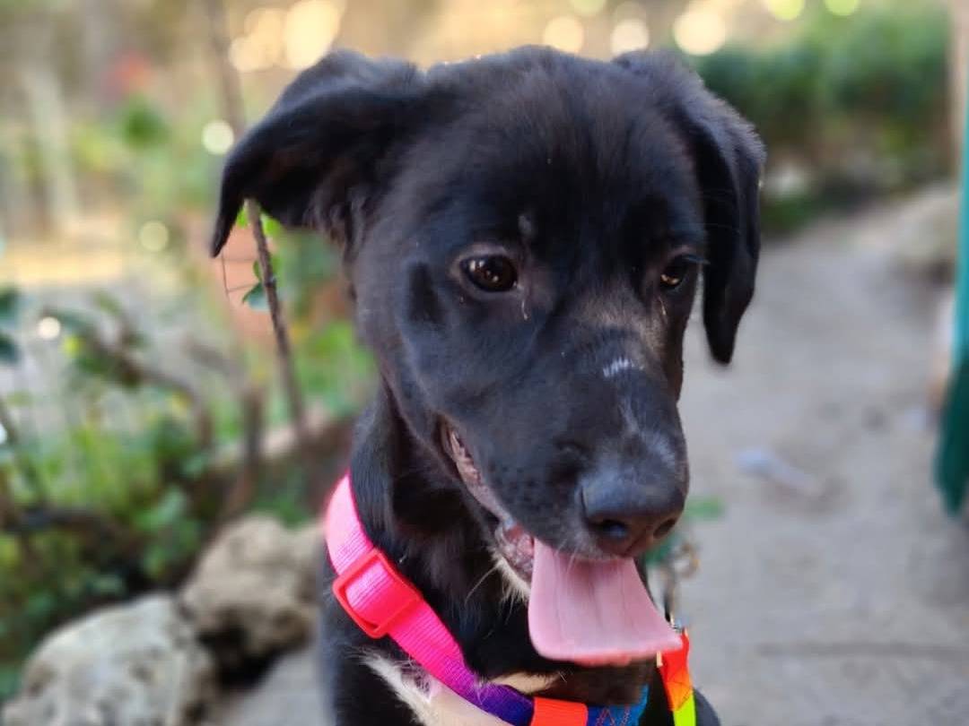 Adotta un cane, femmina, 4 mesi, Siracusa