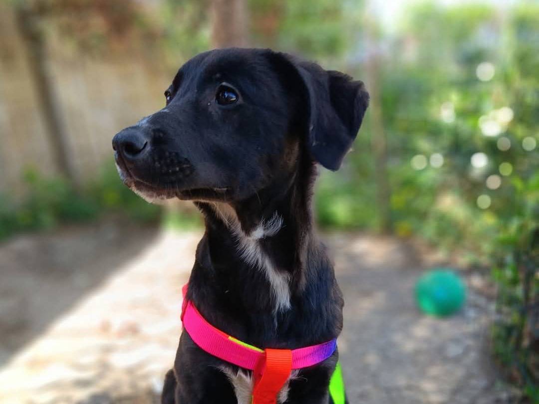 Adotta un cane, taglia media, femmina, Siracusa