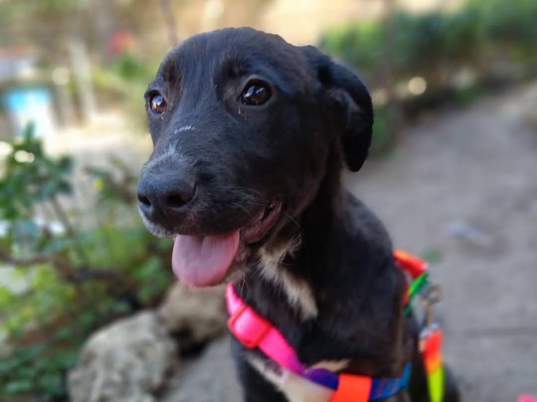 Vuoi adottare un cane a Siracusa?
