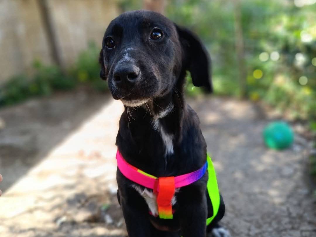 Adotta il cane PENNY a Siracusa