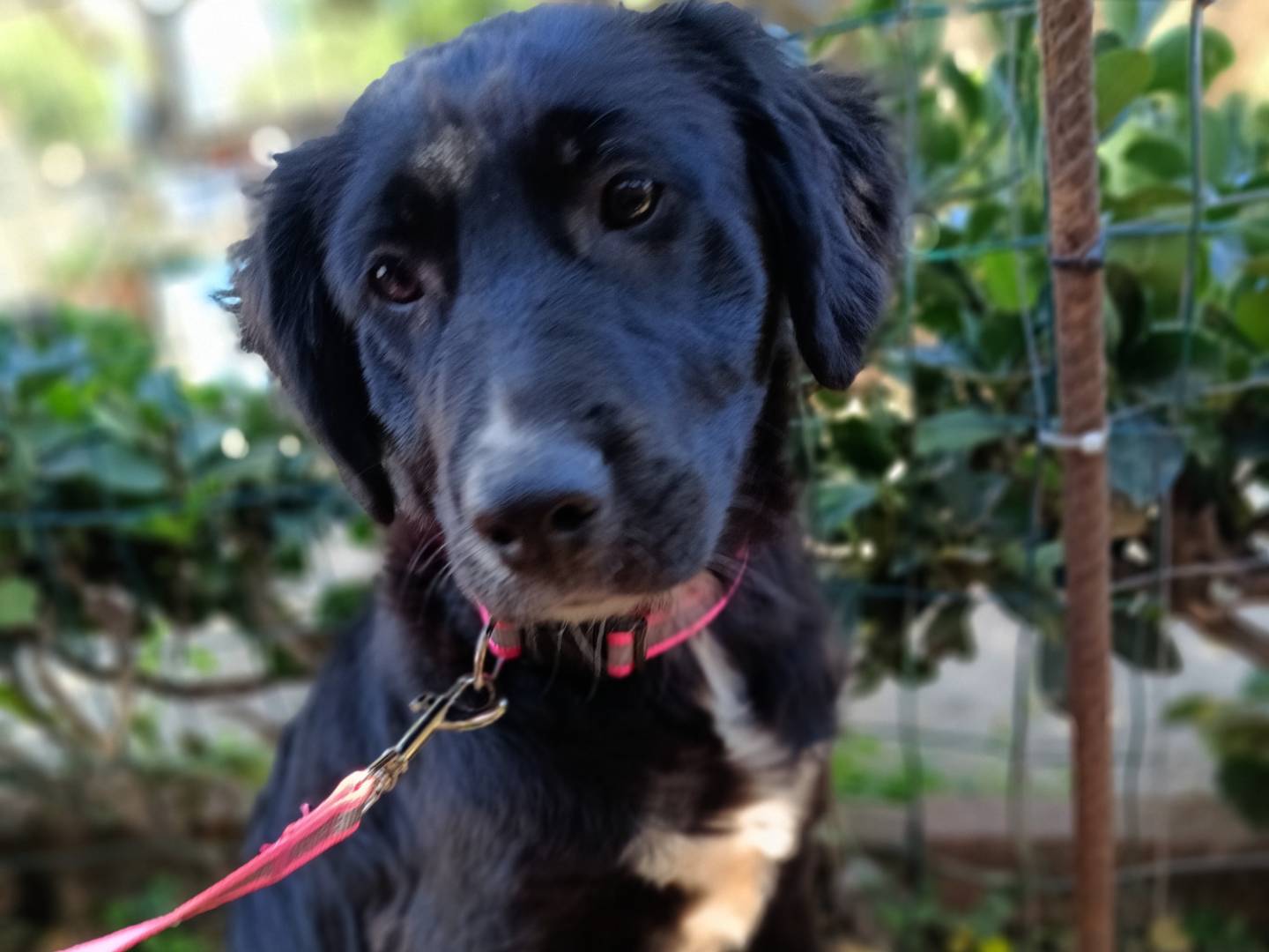 Adozione cane, femmina, Razza sconosciuta Razza sconosciuta, 3 mesi, taglia media, Siracusa