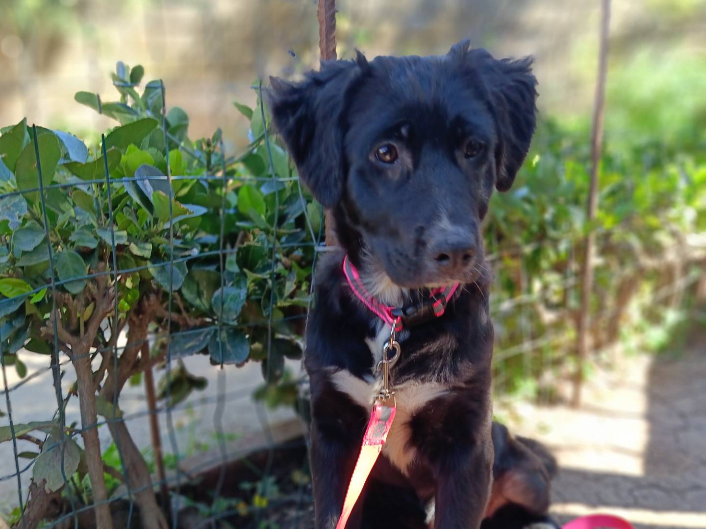 Adotta un cane, femmina, 3 mesi, Siracusa