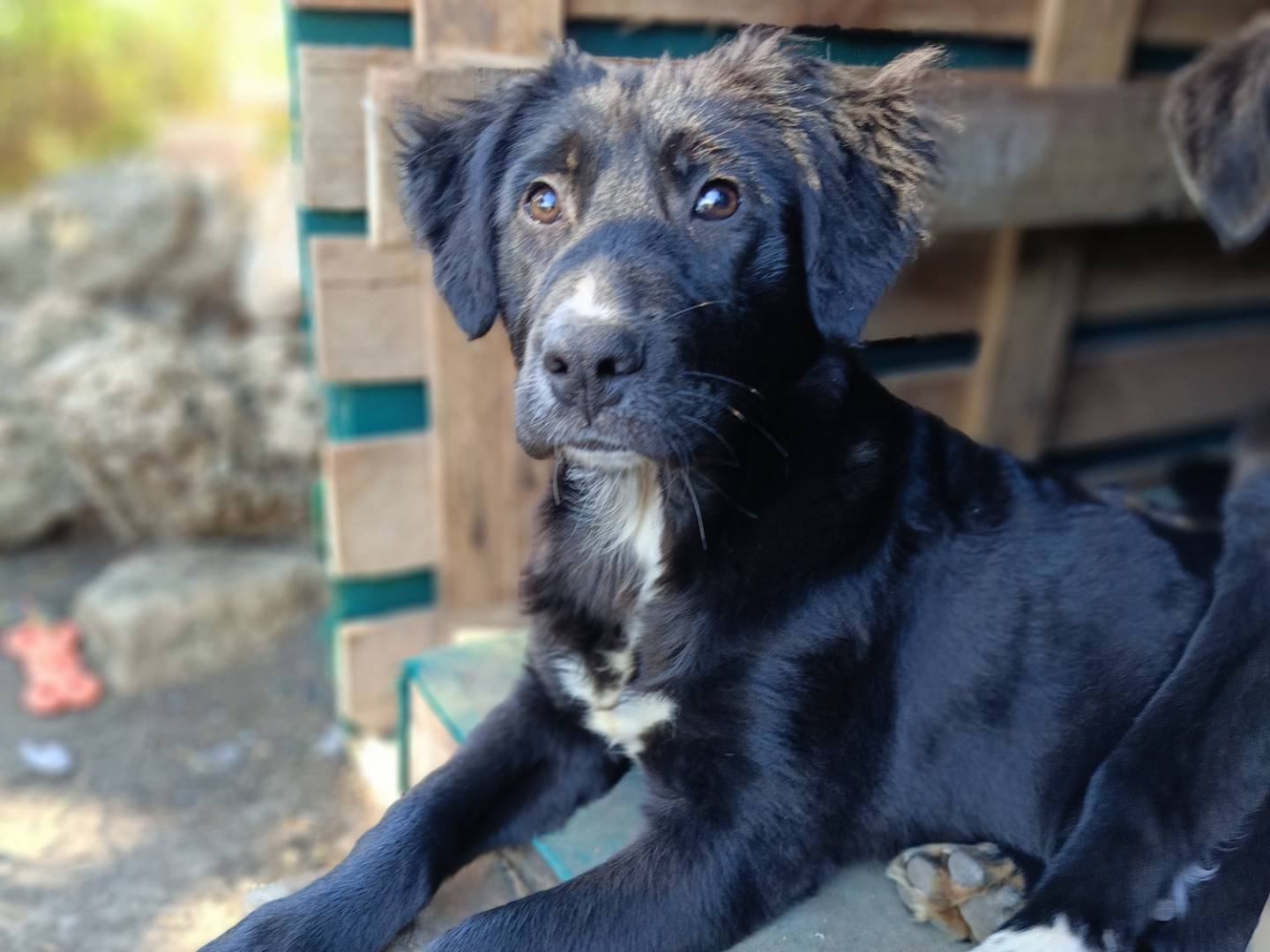 Adotta un cane, taglia media, femmina, Siracusa