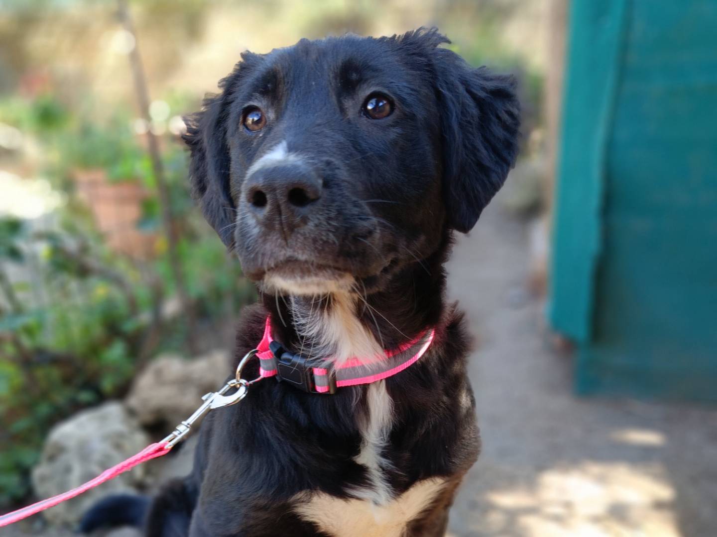Vuoi adottare un cane a Siracusa?
