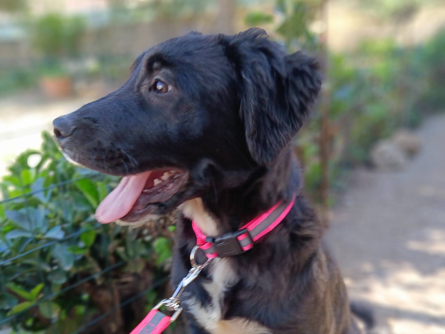 Adotta il cane SOFI a Siracusa